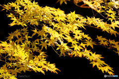 Yellow Leafs