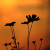 a silhouette