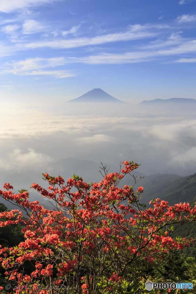 雲上の紅