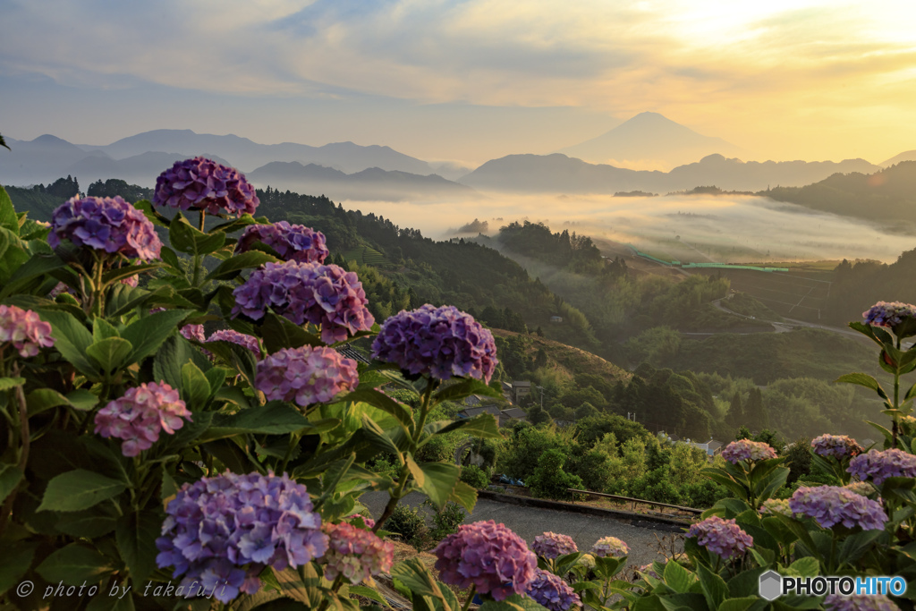 Hydrangea 