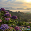 Hydrangea 