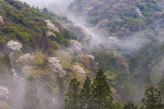Mist