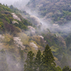 Mist