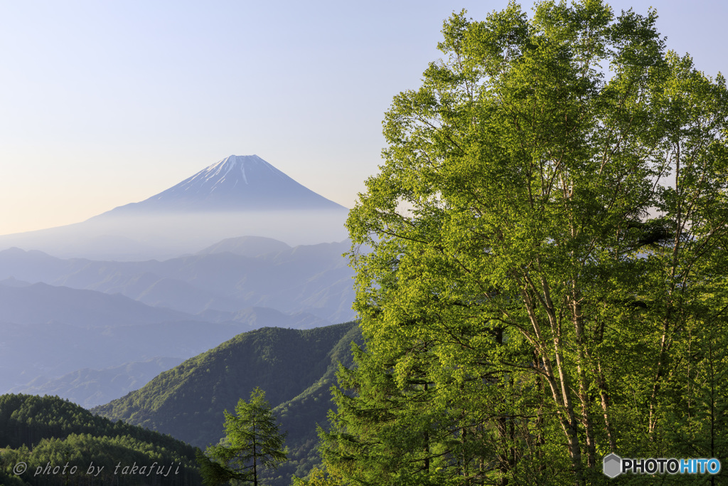 緑樹の候