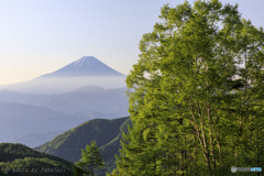 緑樹の候 緑樹の候