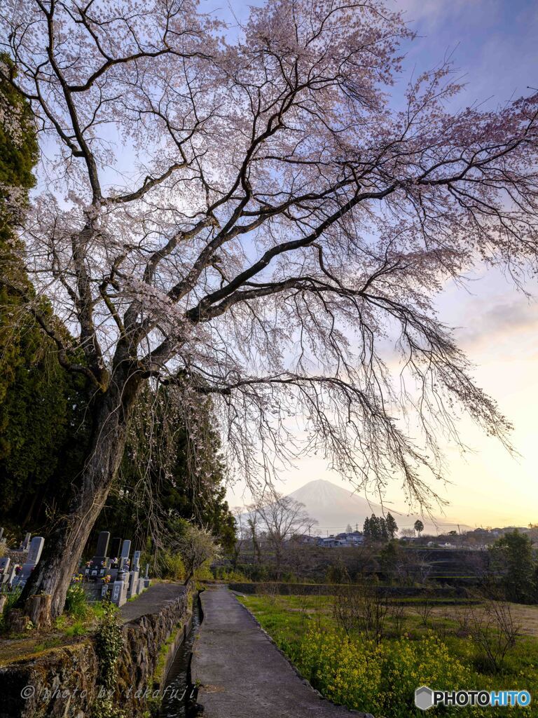 彼岸の朝