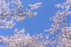 華乱