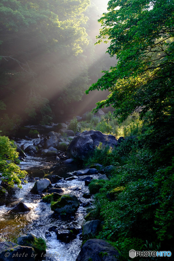 Shining　Green