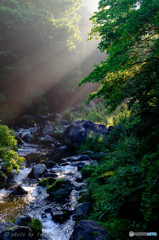 Shining　Green