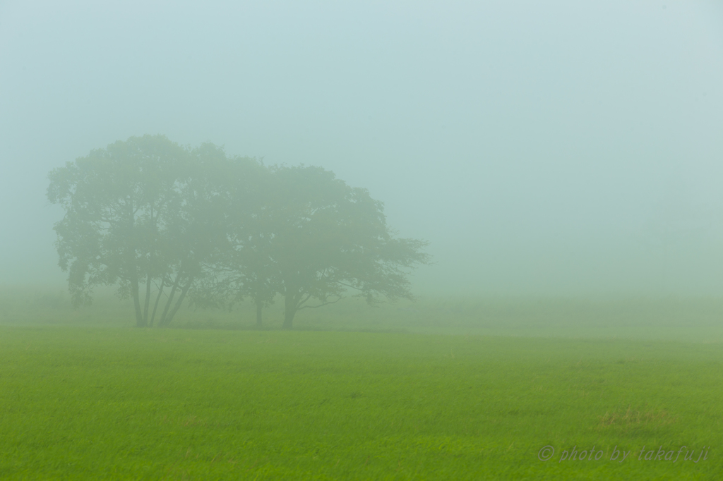 In　to　the　mist