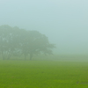 In　to　the　mist