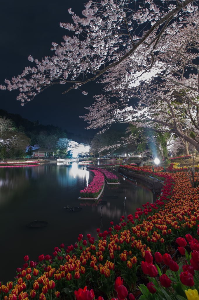 In　the night park