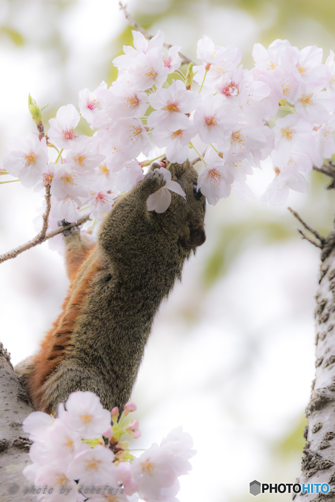 背伸びをした春
