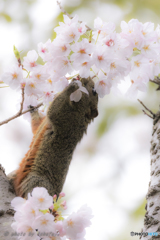 背伸びをした春