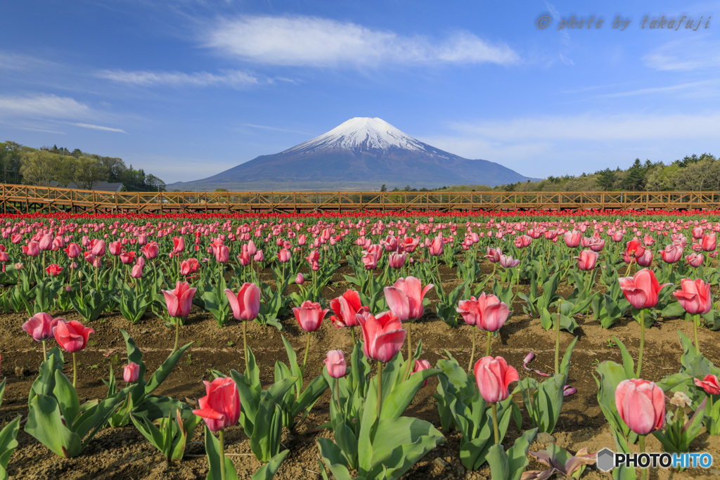 美空の花園