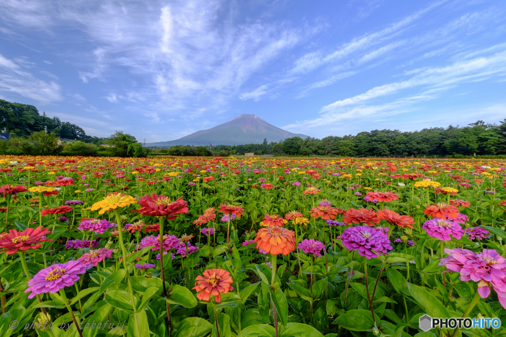 夏空に咲く