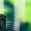Moss Green