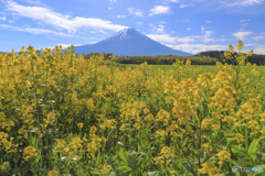 春風のそよいで