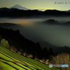 Misty Green