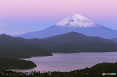 Violet　Morning