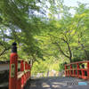 緑樹の杜へ