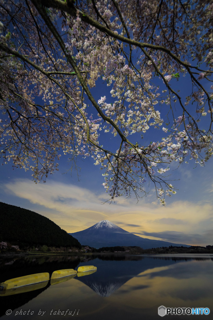 桜花晩成