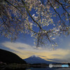 桜花晩成