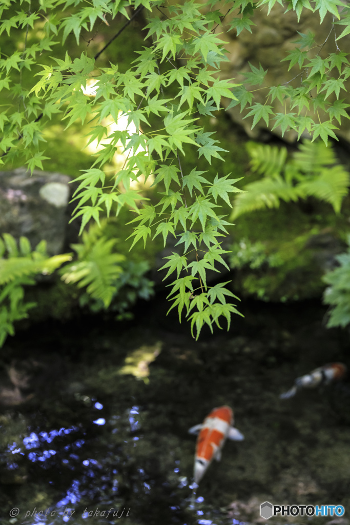 木漏れ陽のなかで