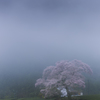 In the fog