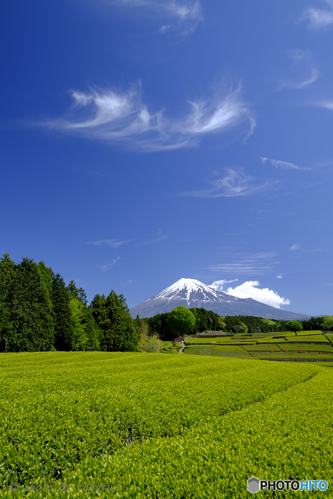 皐月の蒼