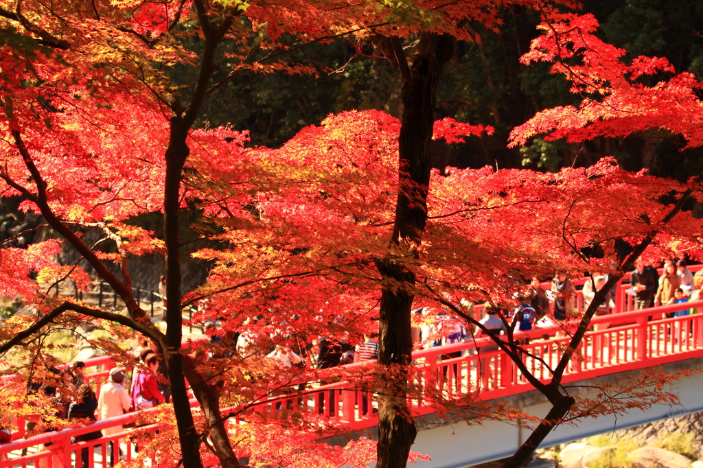 幸せの紅い橋