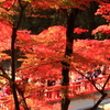 幸せの紅い橋