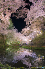 桜の咲く頃に