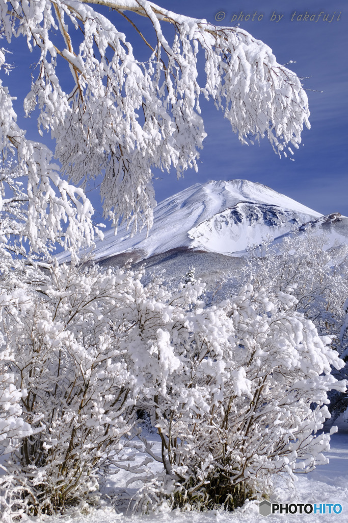 待望の雪