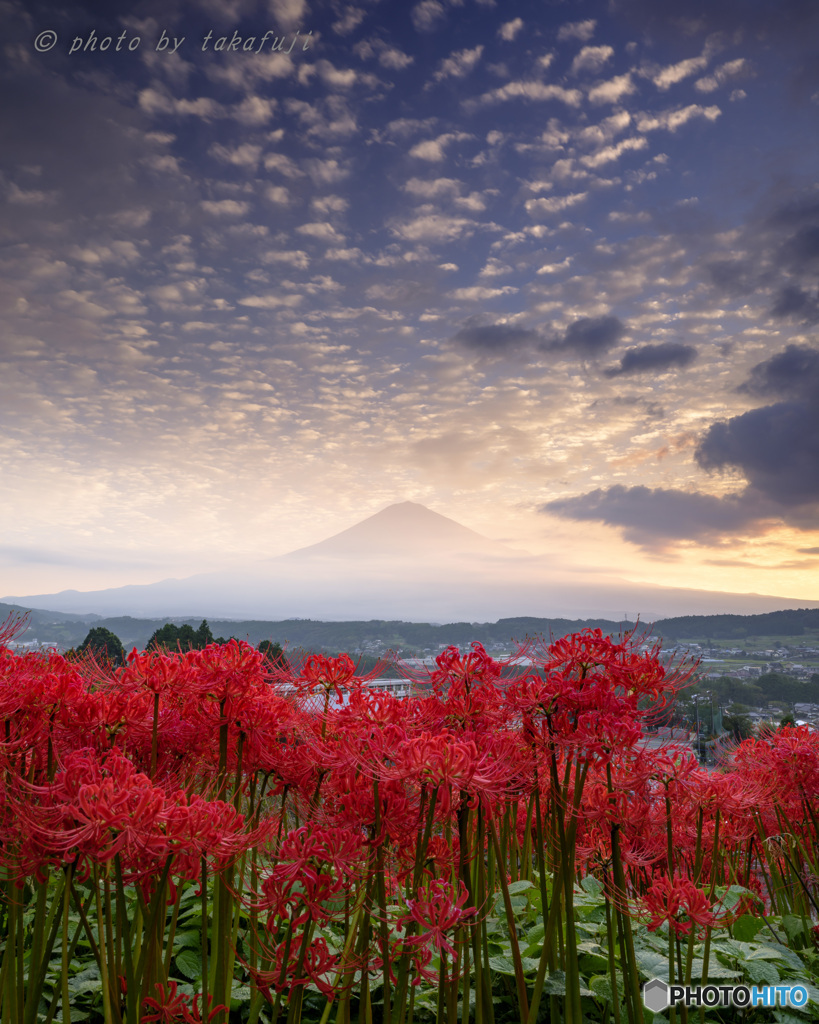 光の花園