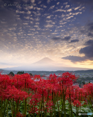 光の花園