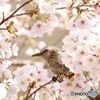 朝の日課