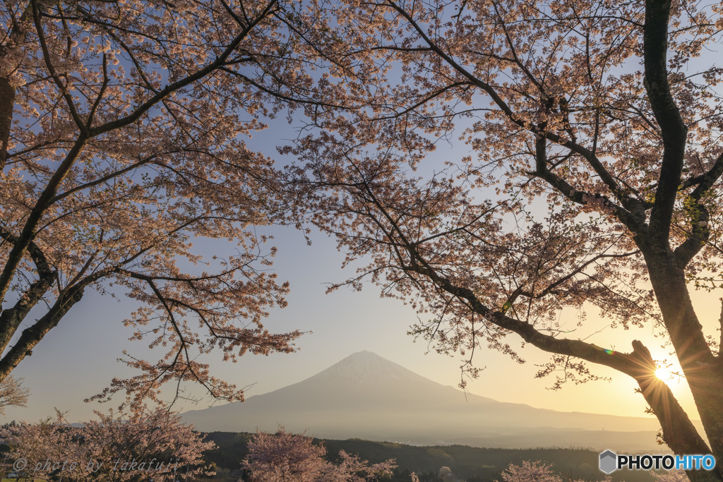 春陽に咲く