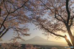 春陽に咲く