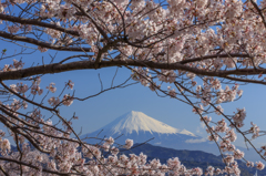 Frame of cherry blossoms