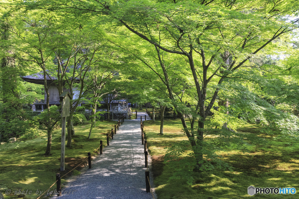 木漏れ日の小路