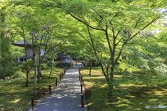 木漏れ日の小路