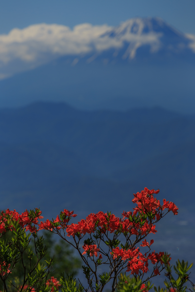 朱き花　青き山