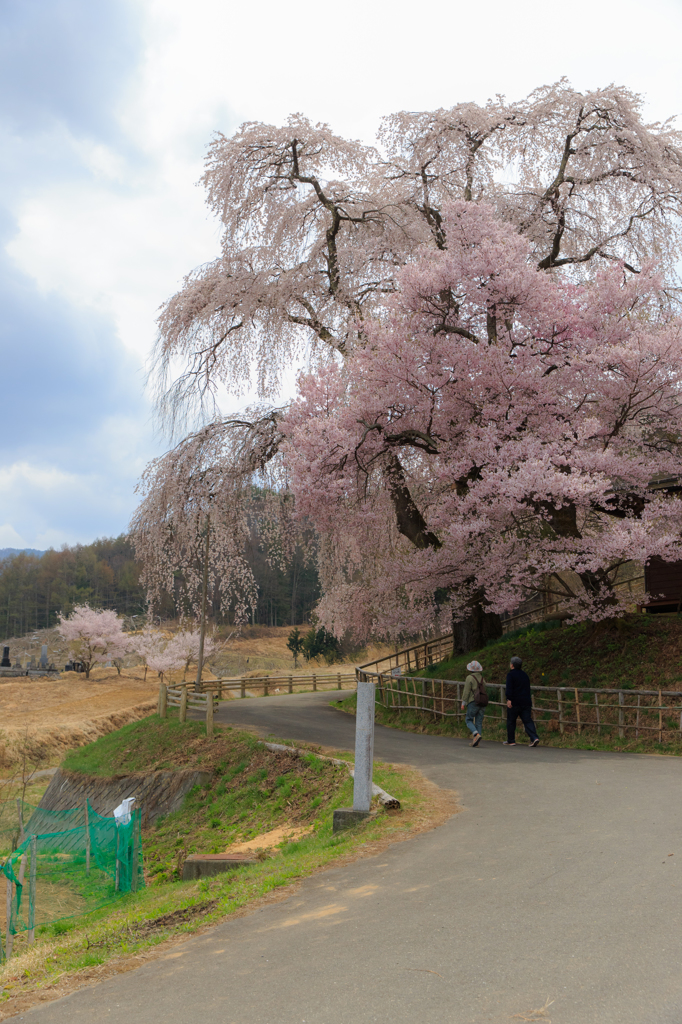 ふたりの桜坂