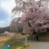 ふたりの桜坂