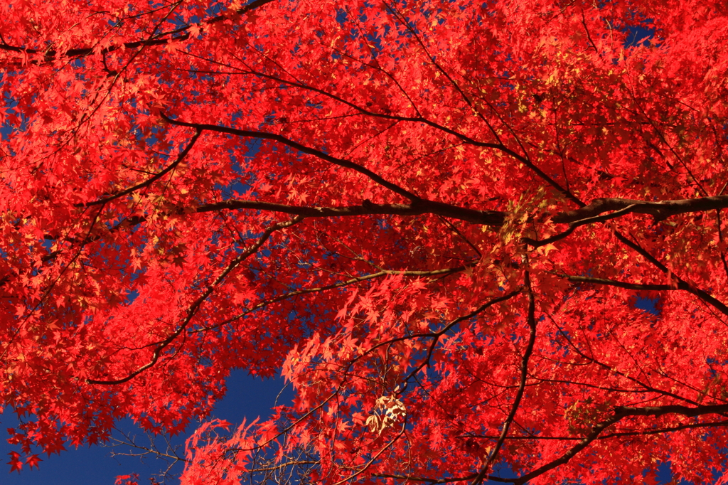 空　覆う紅