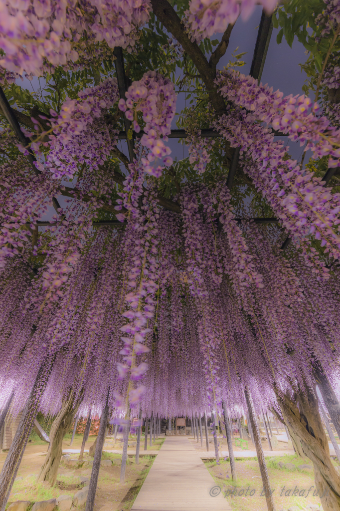 Wisteria　Shower