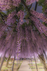 Wisteria　Shower