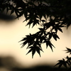 silhouette leefs