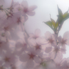 想いを託して